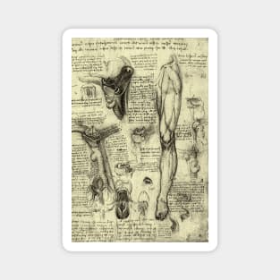 Human Anatomy Leg and Larynx by Leonardo da Vinci Magnet