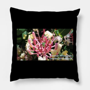 European Honeysuckle Lonicera periclymenum Pillow