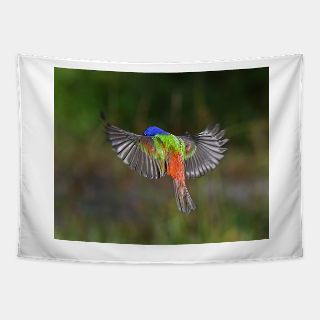 Painted Bunting Bird Flying Colors Tapestry by candiscamera