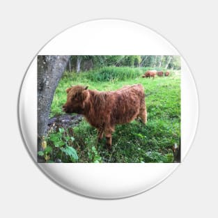 Scottish Highland Cattle Calf 2076 Pin