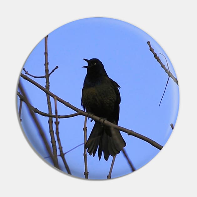 Common Grackle Perched On A Tree Branch Pin by BackyardBirder