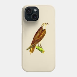 hawk,bald eagle,falcon,golden eagle,birdie,bird Phone Case