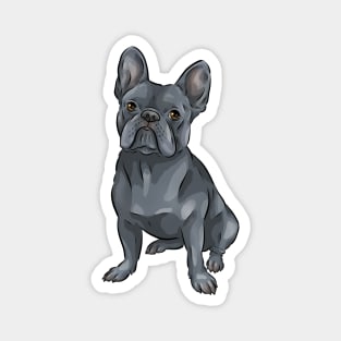 Cute French Bulldog | Blue | Dilute Magnet