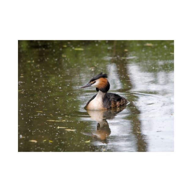 Great Crested Grebe by Nigdaw