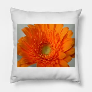 orange gerbera Pillow