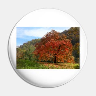 The old persimmon Pin