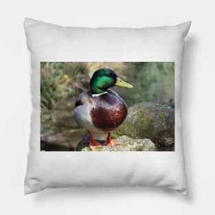 Mallard Duck Pillow