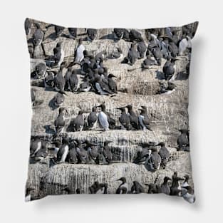 Guillemot terraces on the Farne Islands, Northumberland, UK Pillow