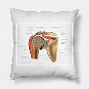 Shoulder joint, artwork (C021/1199) Pillow