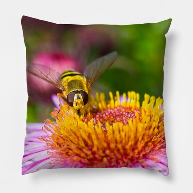 Hoverfly on a pink flower Pillow by JeanKellyPhoto