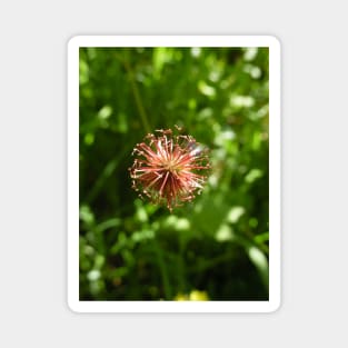 Scottish Photography Series (Vectorized) - Pink Wild Flower Magnet