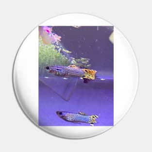 Guppies Pin