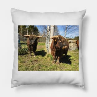 Scottish Highland Cattle Bulls 2393 Pillow