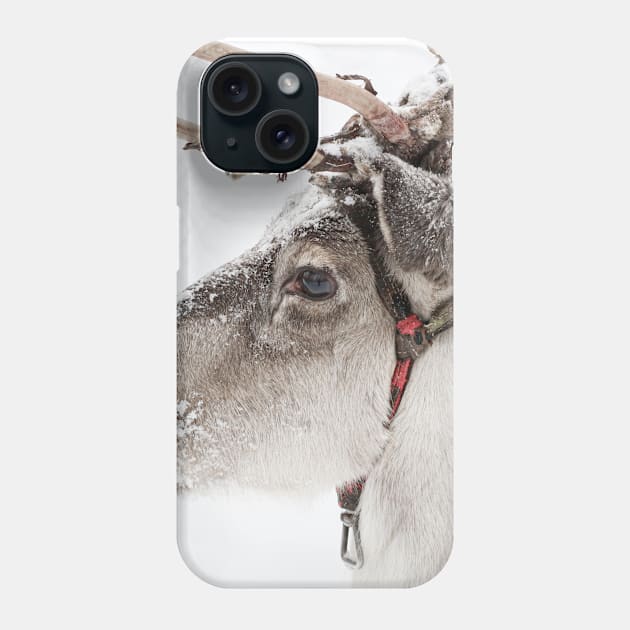 Reindeer with antlers in snow Phone Case by Melissa Peltenburg Travel Photography