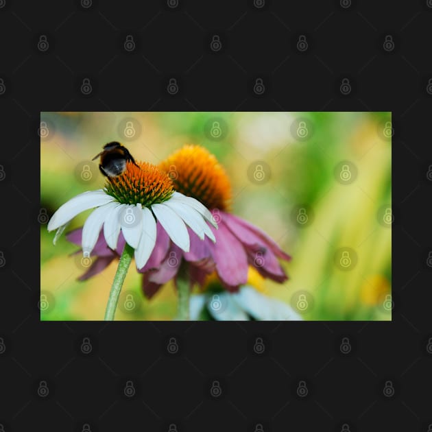 Echinacea Purpurea with Bee by jojobob