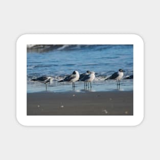 Laughing gull and California gull Magnet