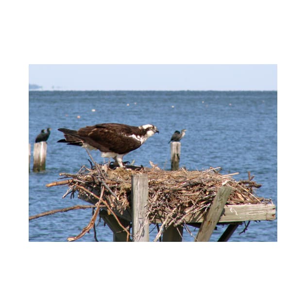 Osprey Nesting by tgass