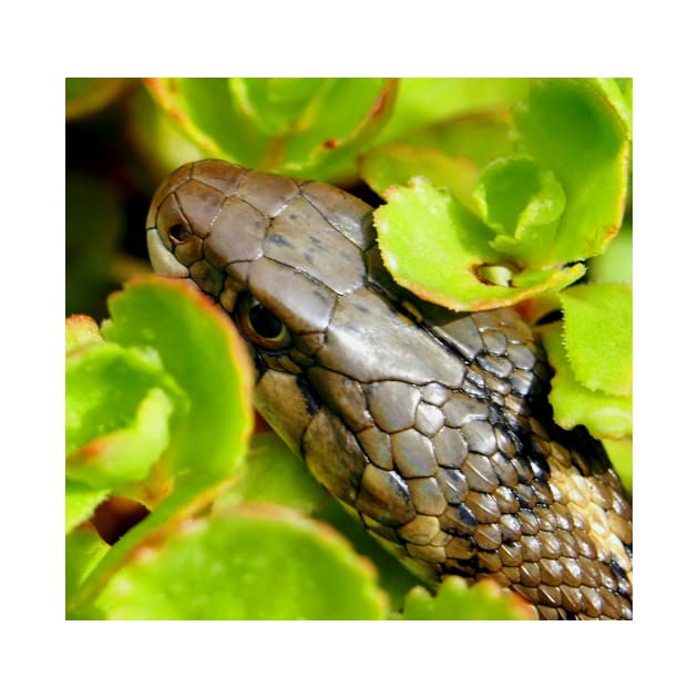 Garter Snake by Scubagirlamy