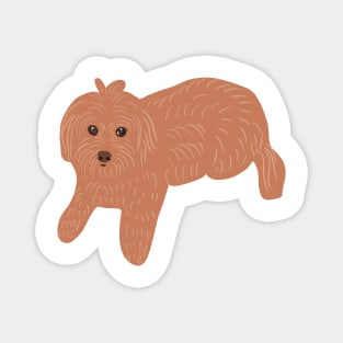 Brown Maltipoo Magnet