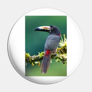 Collared Aracari - Costa Rica Pin