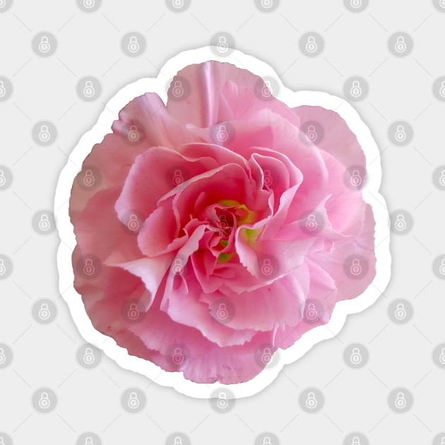 Pink Carnation Floral Photo Magnet by ellenhenryart