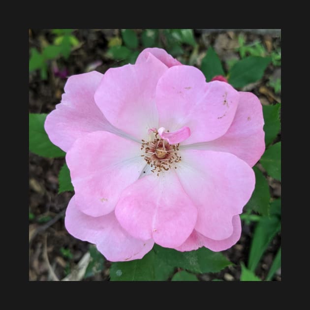 Light Pink Delicate Flower Photographic Image by AustaArt