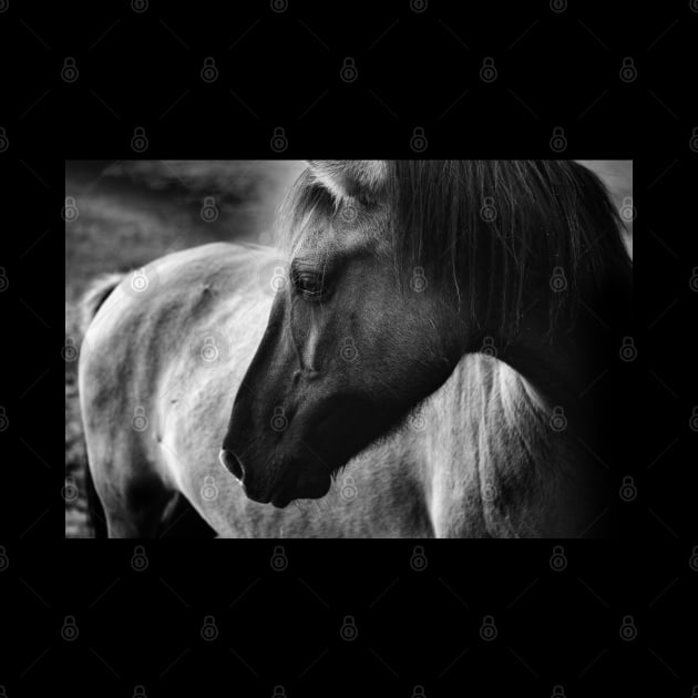 horse, black and white by hottehue