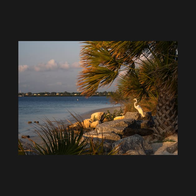 Egret at the beach by algill