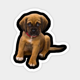 cute dog Magnet