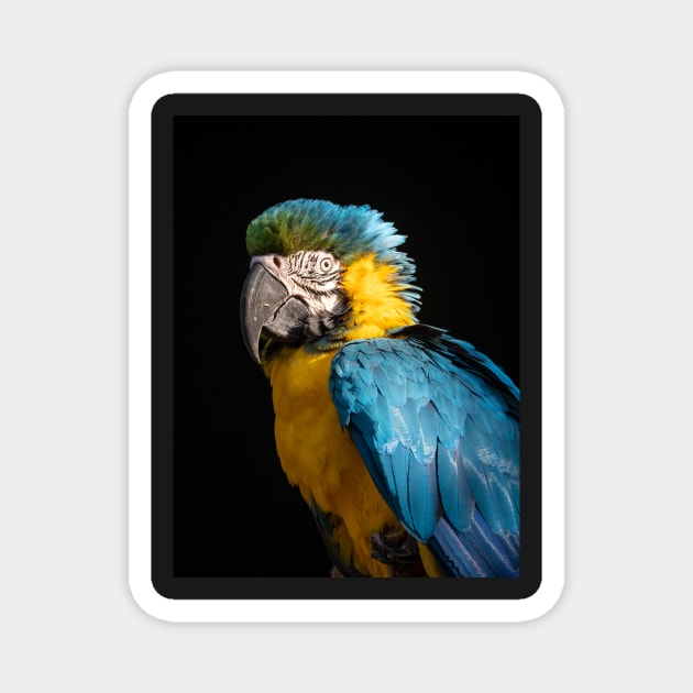 Blue and Gold Macaw Magnet by AndrewGoodall