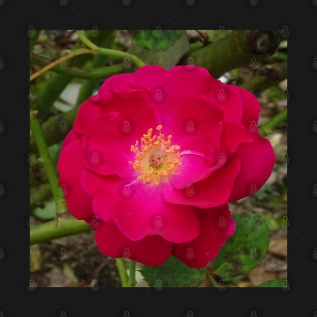 Golden Stamen Rose by Julie Vaux