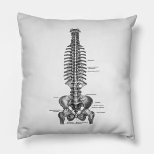 German Rib and Pelvis Diagram - Vintage Anatomy Pillow