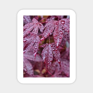 Japanese Acer Palmatum Atropurpurea Shrub Magnet