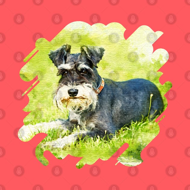 Miniature Schnauzer by Nartissima