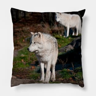 Timber Wolves Pillow