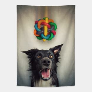 pup playing Tapestry