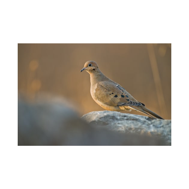 Mourning Dove On Rock by jaydee1400