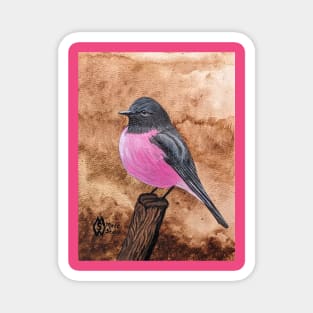 Pink robin in the wet forest of Australia Magnet