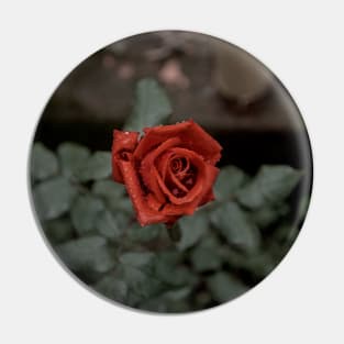 Red rose with drops Pin