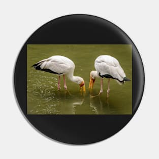 Yellow Billed Storks Pin