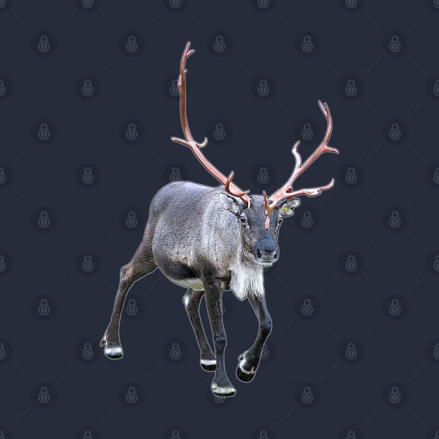 Santa Claus Reindeer by FotoJarmo