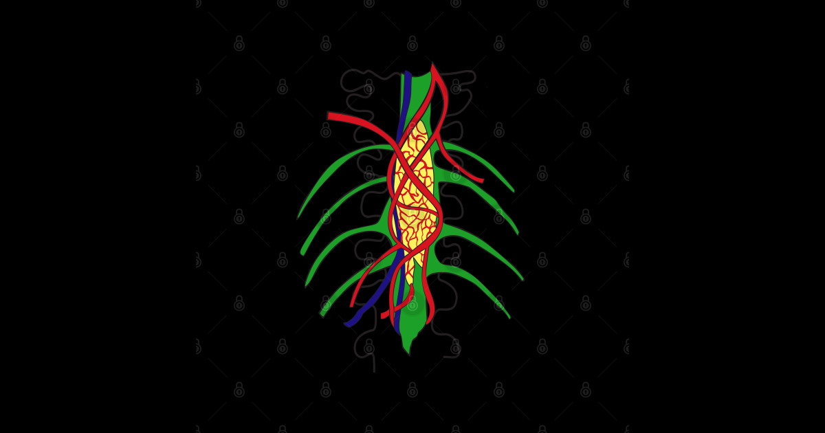 Colorful Human Anatomy Nerve Root Chart Anatomy Pin TeePublic