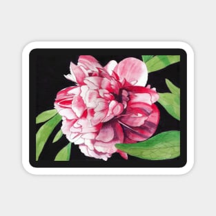 Single Red Peony Rose Magnet