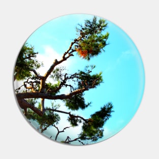 Curved sea pine branch with cones and the azure sky in the background Pin