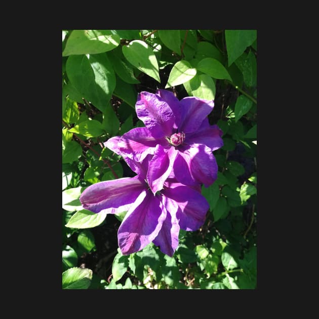 Purple clematis photograph by esvb