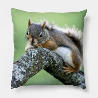 Red Squirrel Pillow