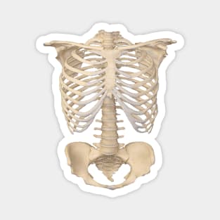 Dark academia 1980s Funny halloween  Anatomy bones skeleton Magnet