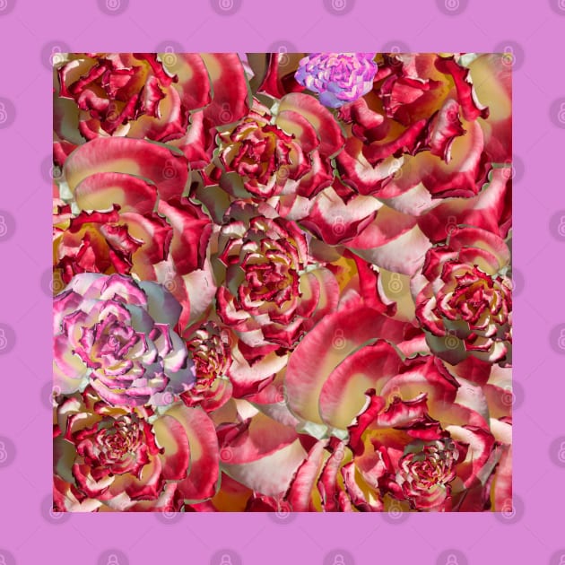 Kaleidoscope of Roses by JoyInArt