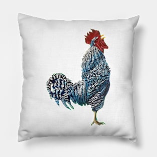 Rocky the Barred Rock Pillow