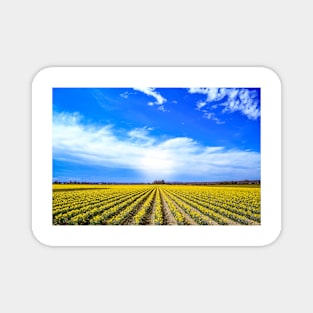 Field of Daffodils Magnet